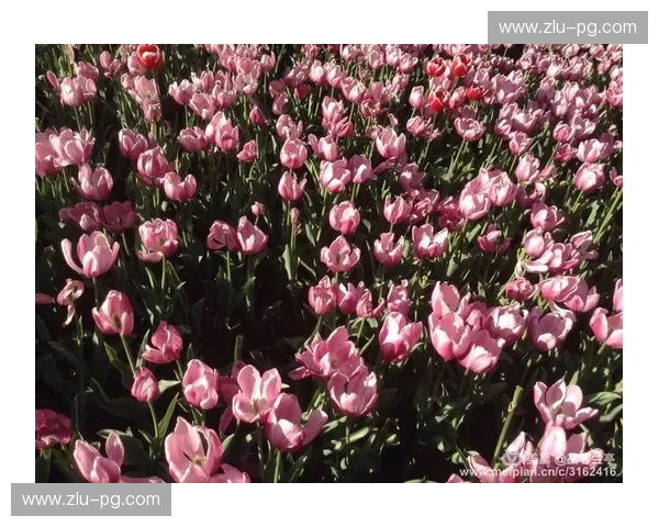 郁金香怒放，维京战歌：荷兰丹麦女足的绿茵史诗